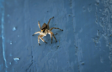 Araignée sauteuse à l'affut sur un volet en bois bleu