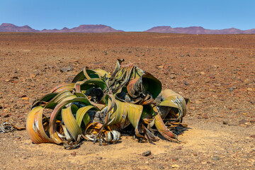 Close up of a big Welwitschia plant in the desert in Namibia