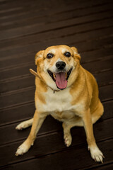 Smiling golden dog sitting on a wooden pavement