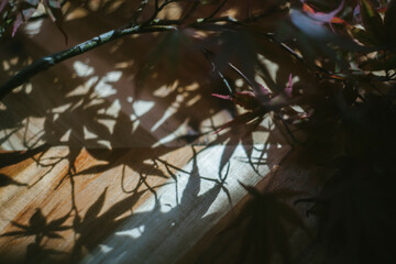 Maples Leaves casting shadows on a wooden counter