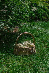 Basket full of fresh picked elderflowers