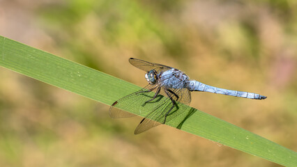 Southern skimmer male - Orthetrum brunneum