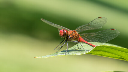 Sympetrum sanguineum - Ruddy darter