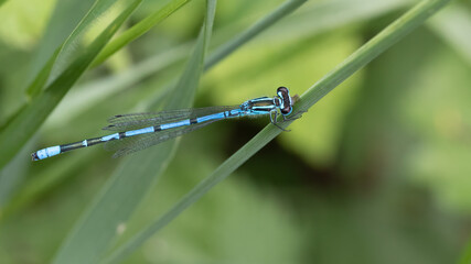 Coenagrion puella - Azure damselfly
