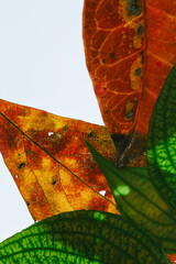 Silhouette of Leaves on a white background
