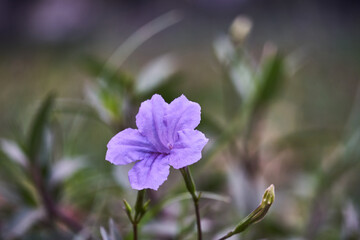 Close up of Ruellia tuberosa or or Ruellia brittoniana or Purple Ruellia flower blooming on blurred background
