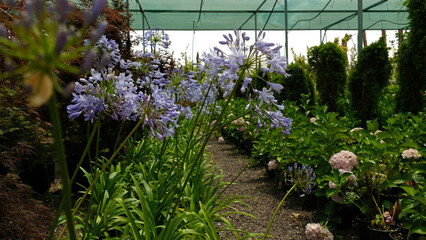 Close-up of Beautiful Purple Long-stemmed Purple Flowers of Agapanthus Praecox. Deep blue agapanthus growing in a gardens herbaceous border. Agapanthus africanus, or the African lily.