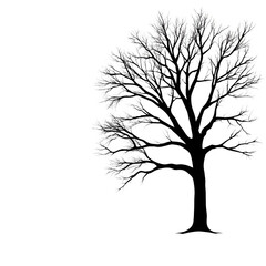 Obraz premium Silhouette of a tree with intricate branches, white isolated background.