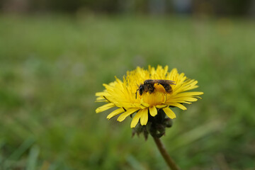 Wide-angle closeup on a female Catsear mining bee, Andrena humilis sitting on a yellow dandelion flower
