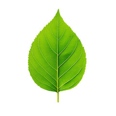 Single green leaf on a white isolated background.