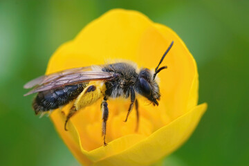 Closeup on a cute female mining bee, Andrena in a yellow buttercup flower