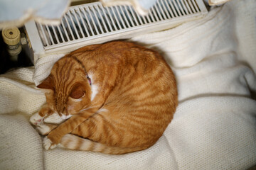 Ginger cat sleeps on a white knitted blanket by the radiator, curled up in a ball. In cold weather,...