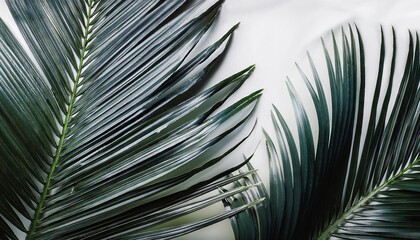 Tropical Palm Leaves on White Background
