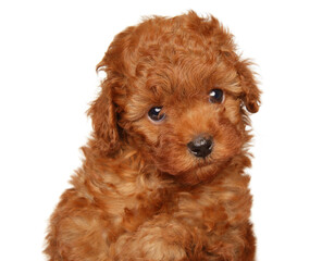 Close-up of 1-month-old Toy Poodle puppy
