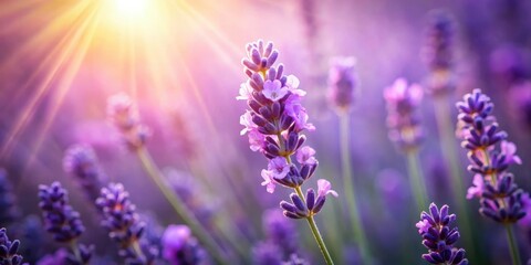 Obraz premium A single lavender stalk basks in the warm glow of the setting sun, surrounded by a field of its fragrant kin.