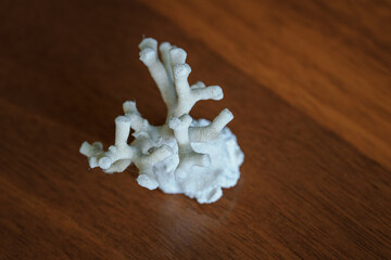 White coral dried as a souvenir.
