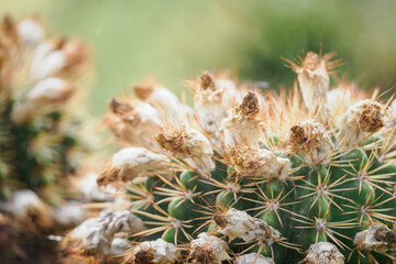 A faded flower on a cactus.
