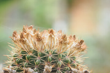 A faded flower on a cactus.
