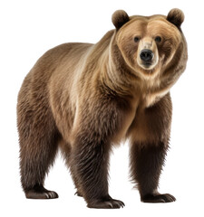 Obraz premium PNG Bear wildlife mammal animal.