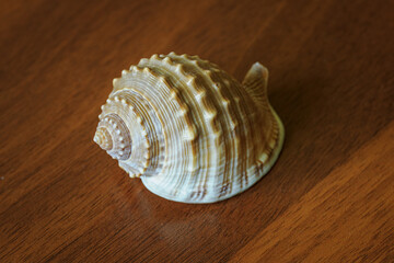 Empty seashell with thorns on the table.
