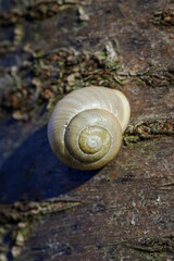 A light gray shell with a snail on the trunk.
