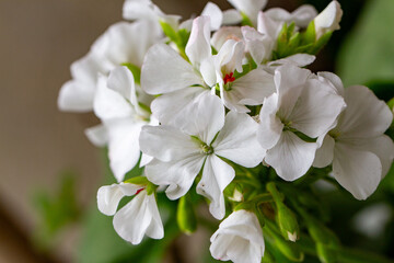 Gerânio. Geranium. Flor