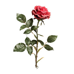 Obraz premium A single red rose with green leaves displayed against a simple transparent background, symbolizing love and beauty during springtime
