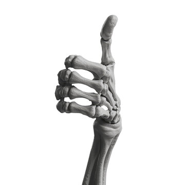 Human Skeleton Hand with Thumbs Up Gesture, Transparent Background - Made with Generative AI