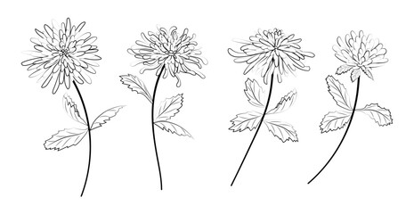 Set of hand drawn chrysanthemum flowers. Vector illustration.