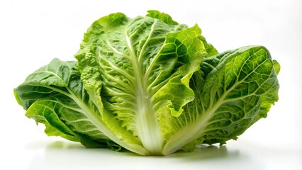 Fototapeta premium A single head of romaine lettuce against a white background, showcasing its fresh and crisp texture