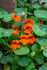 Capuchinha, cinco-chagas, bico-de-papagaio, capuchinho, mastruço-do-peru, flor-de-chagas, nastúrcio, agrião-do-méxico, chaguinha, agrião-da-índia ou mastruço.