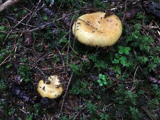 Yellow mushrooms grow on a forest floor covered
