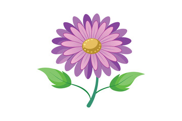 Osteospermum daisy flower vector artwork illustration.