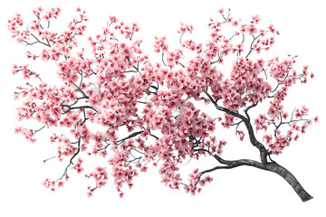 Obraz premium Cherry blossom branch with delicate pink flowers on a white isolated background.