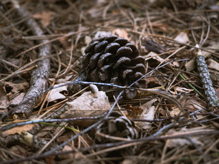 A pine cone isolated on the ground with twigs and leaves