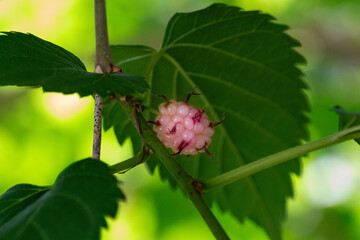 Amora. Amoreira. Fruta.