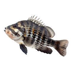 Black sea bass lying on a white surface showcasing its unique features and vibrant coloration in a well-lit setting