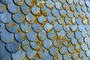 Roof tiles with mold as background in Carcassonne, France