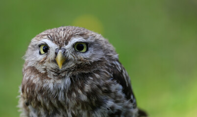 nocturnal bird of prey called an owl with almost squinting eyes that scans its territory carefully with its yellow beak and the blurred green background