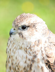 Saker falcon watches over its territory with a sharp eye, set against a lush natural background