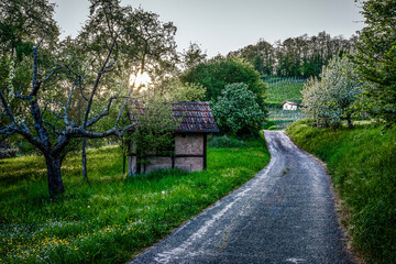 am Lienzinger Weinberg