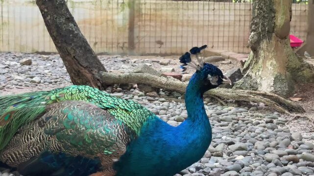 Calm Peacock Resting on Ground, Displaying Elegant Plumage