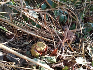 chestnut on the grass, fall