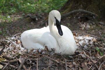 swans in nest