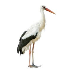 A majestic stork stands gracefully on its long legs against a simple background, showcasing its distinct plumage and elegant posture