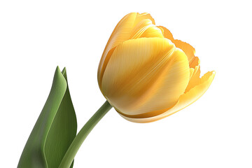 Vibrant yellow tulip flower with lush green leaves on a white isolated background.
