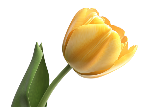Vibrant yellow tulip flower with lush green leaves on a white isolated background.