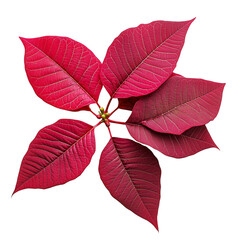 Vibrant red poinsettia leaves on white isolate background.