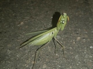 insects attack