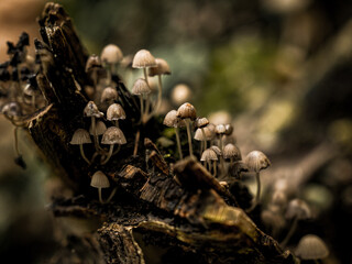 Cluster Of Armillaria Ostoyae Mushrooms Growing On A Mossy Forest Floor Near A Tree Trunk: A Serene Scene Of Natural Fungus Growth In The Woods Of Bavaria, Germany